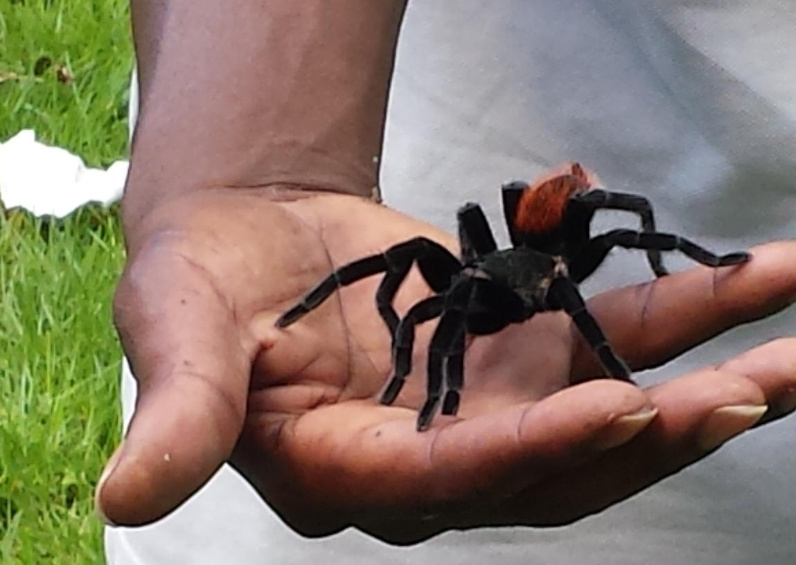 2013-11-20 Belize Tarantula.jpg